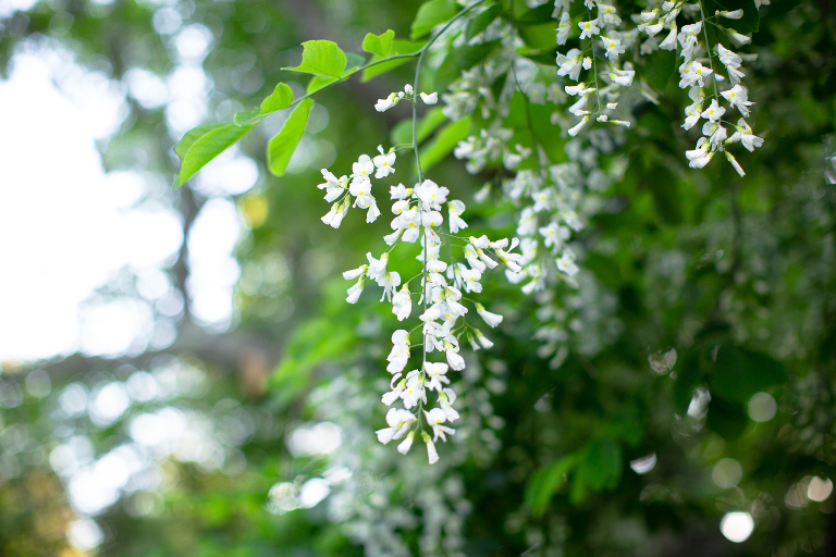 Boston Engagement Photography at Arnold Arboretum